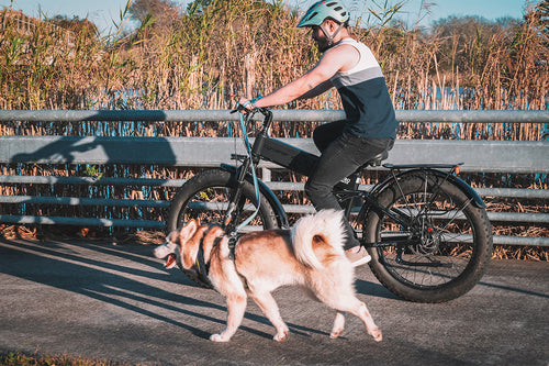 photo ebike cyrusher xf690maxs dog days 09